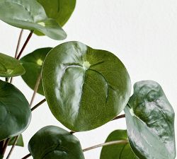 Faux Elephant Ear Plant