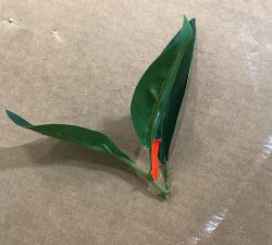 Open Box: Faux Green Bay Leaf Branch
