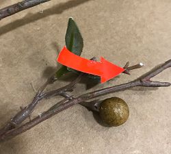 Open Box: Faux Chocolate Berry Branch (48")