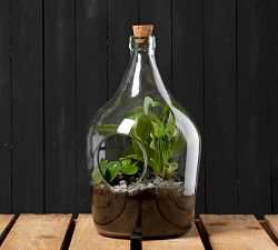 Open Front Glass Terrarium Bottles