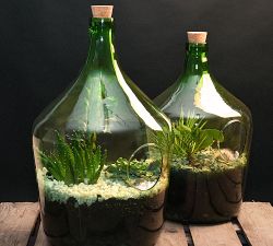 Open Front Glass Terrarium Bottles