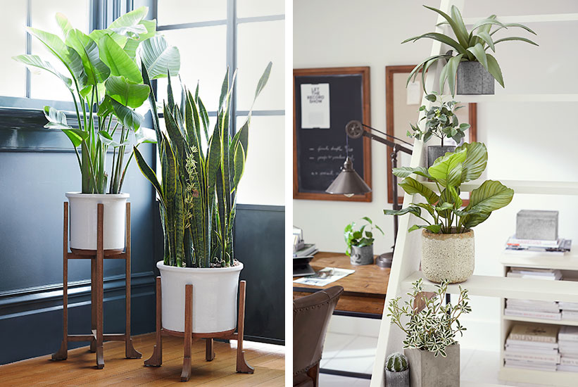 How to Care for Indoor Plants: Indoor Plant Essentials How to Care for Indoor Plants: Indoor Plant Essentials