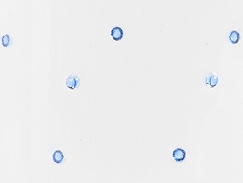 Blue Blue