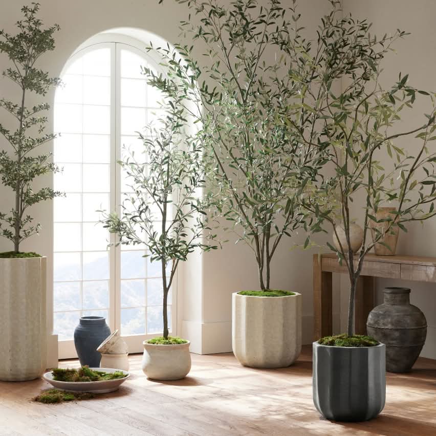 Plants & Trees