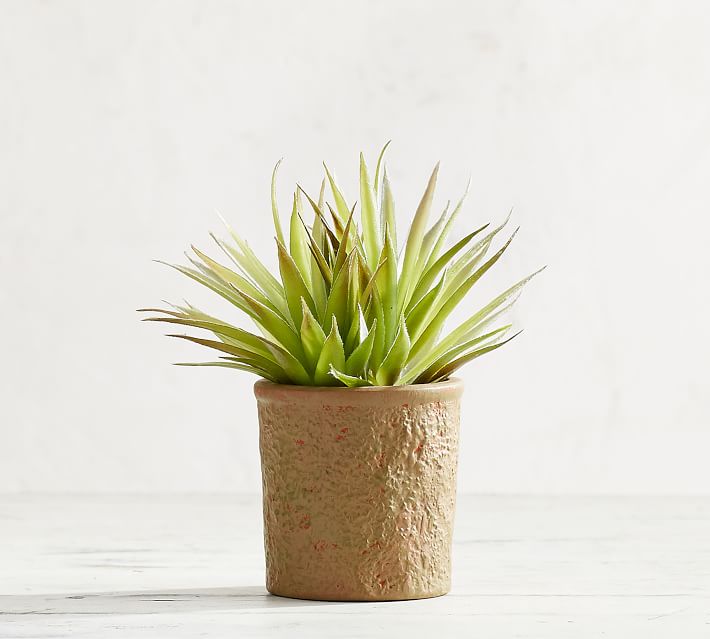 Faux Potted Spikey Succulent Pottery Barn