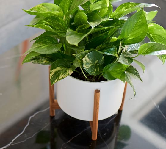Featured image of post White Plant Pot With Stand - Let your inner green thumb go all out with modern planters and garden pots.