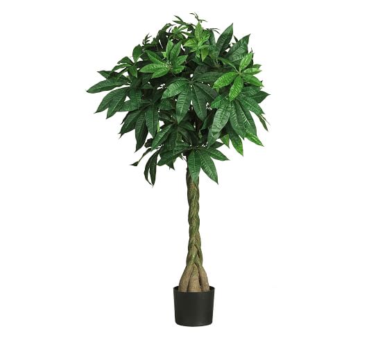 money tree plant pot