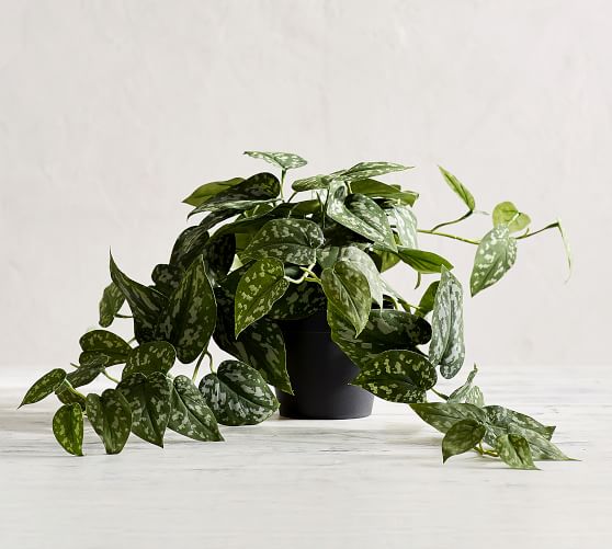 Faux Trailing Silver Philodendron Houseplant Pottery Barn