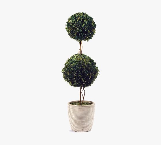 Preserved Boxwood Potted Double Sphere Topiary Tree