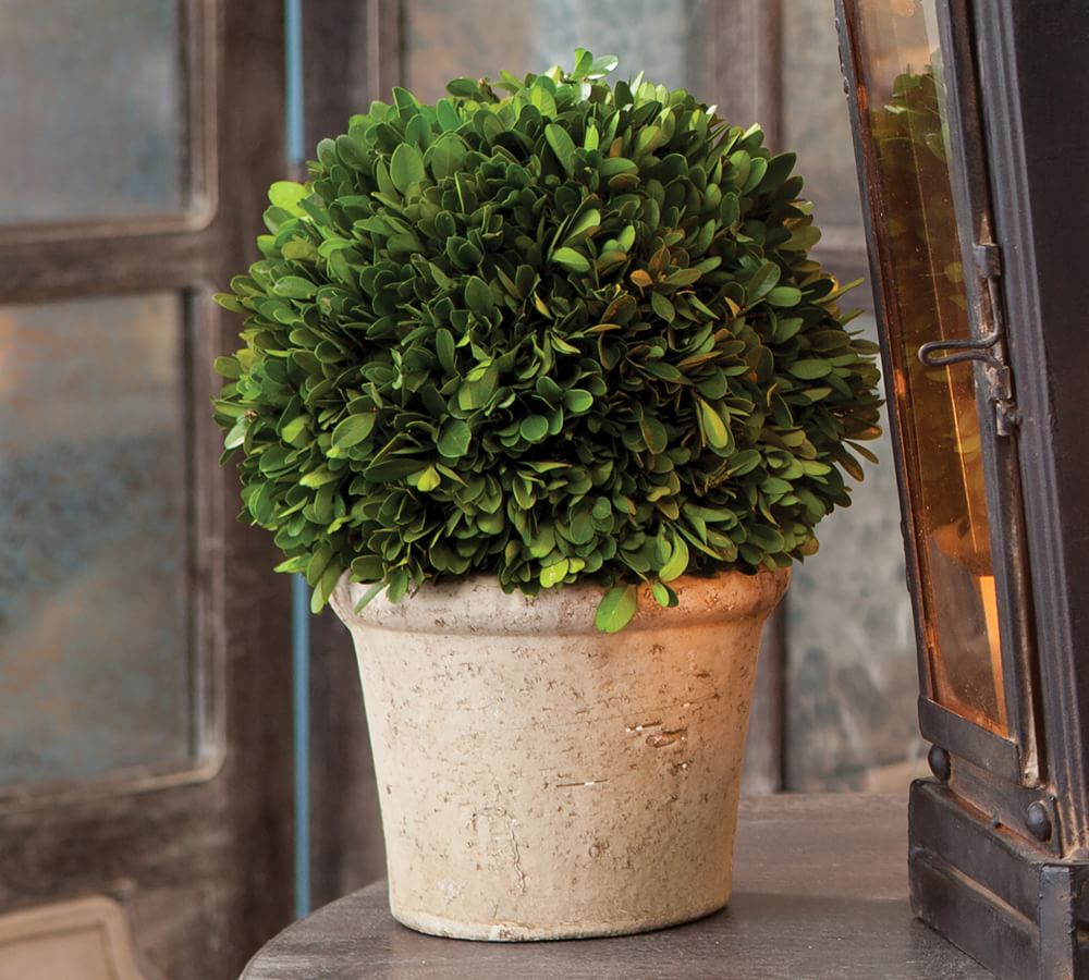 Green Preserved Boxwood Balls in Multiple Sizes for Classic Farmhouse Home Decor