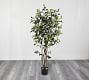 Faux Potted Ficus Bushy Tree | Pottery Barn