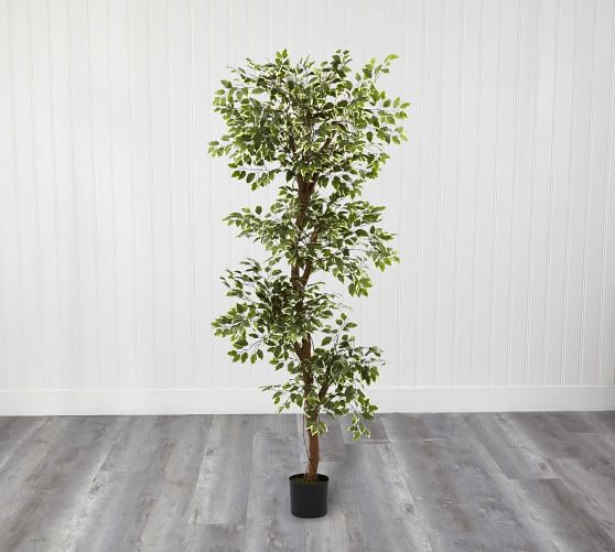 Faux Variegated Ficus Tree