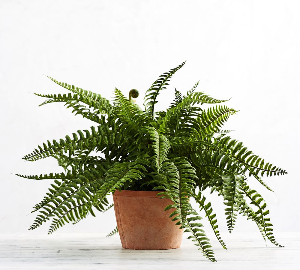 Faux Potted Boston Fern Houseplant | Pottery Barn