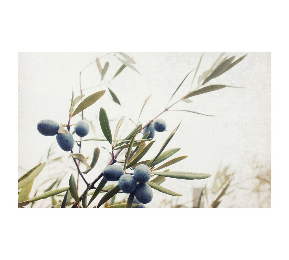Olive Branches by Lupen Grainne Pottery Barn