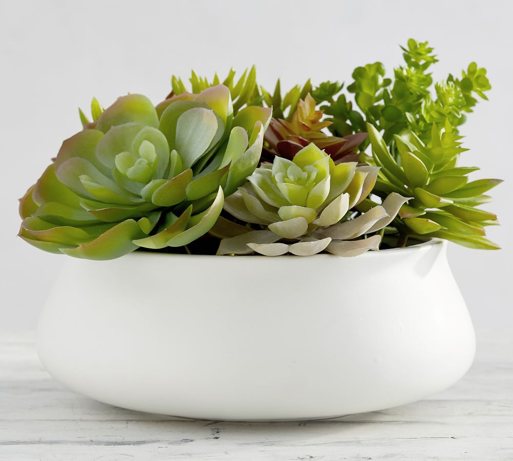 Faux Potted Succulent in Ceramic Bowl Pottery Barn
