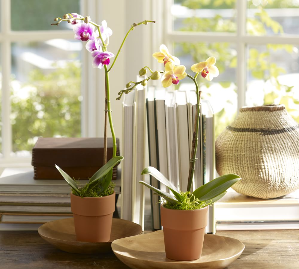 Live Mini Phalaenopsis Orchid in Terracotta Pot Pottery Barn