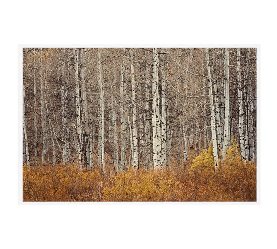 Aspen Trees Framed Print by Jennifer Meyers