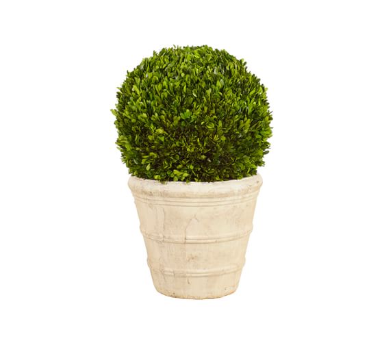 Live Preserved Boxwood Ball Topiary Tree