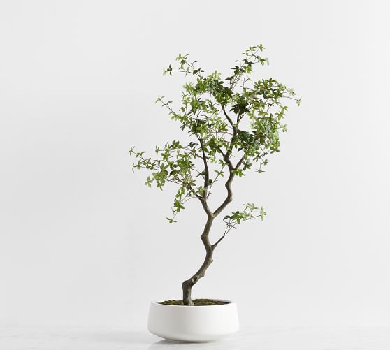 Faux Bonsai Tree in White Pot