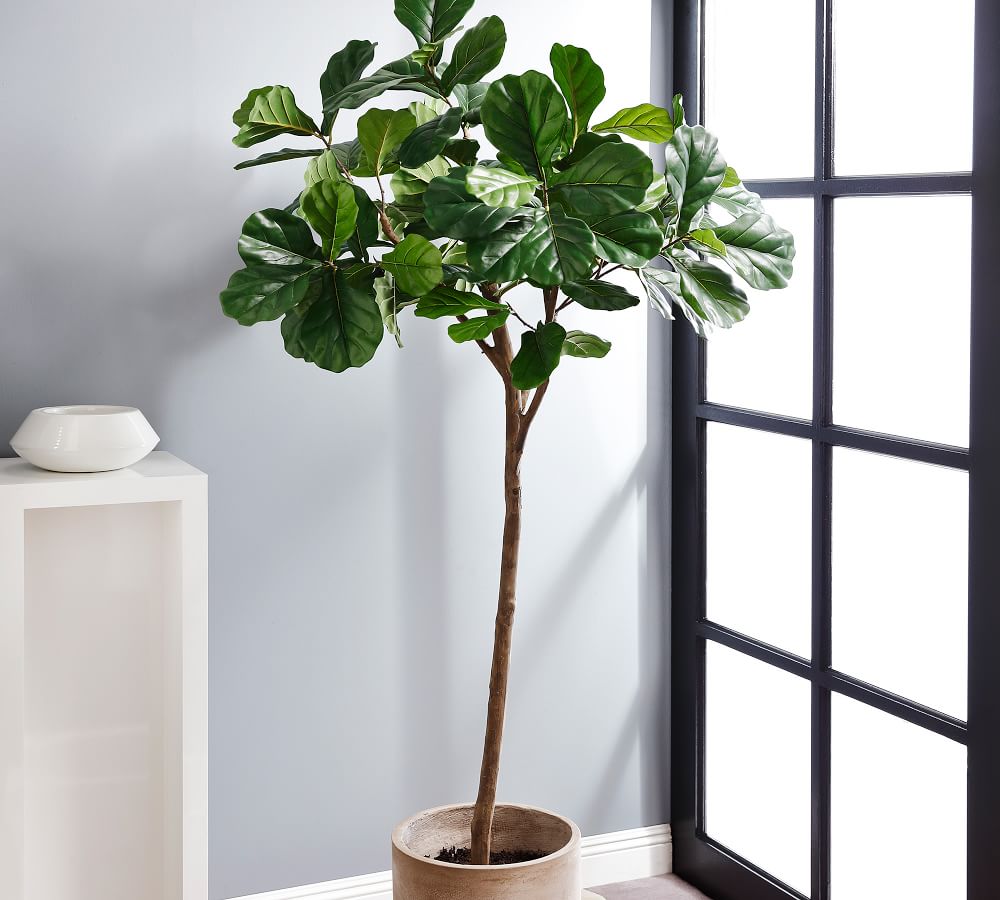 Faux Potted Fiddle Leaf Fig Tree 7 Pottery Barn