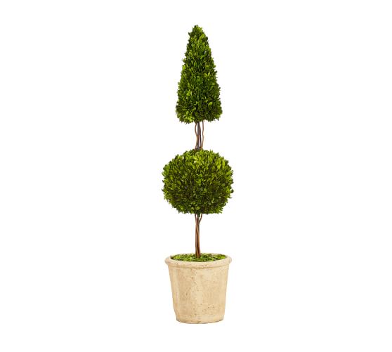 Live Preserved Boxwood Cone Ball Topiary Tree