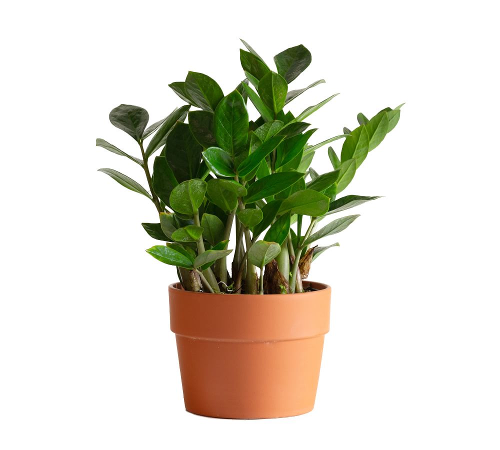 Live ZZ Plant in Terracotta Pot Pottery Barn