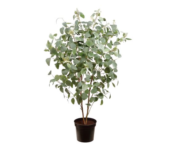 Faux Potted Eucalyptus Tree - 5.5'