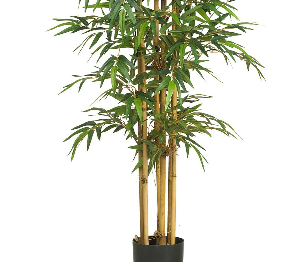 Faux Bamboo Silk Tree | Pottery Barn