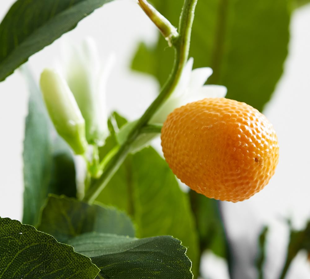 Faux Potted Kumquat Tree Pottery Barn