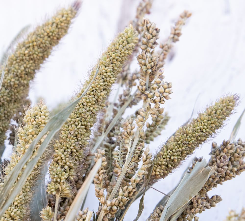 Dried Millet Grass Wreath Pottery Barn
