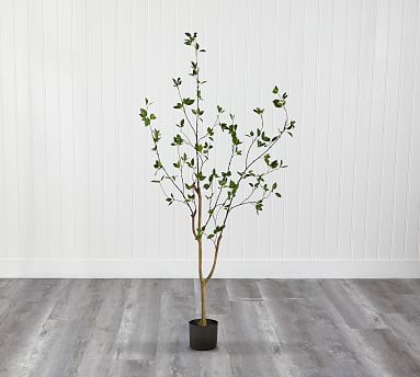 Faux Potted Citrus Tree | Pottery Barn