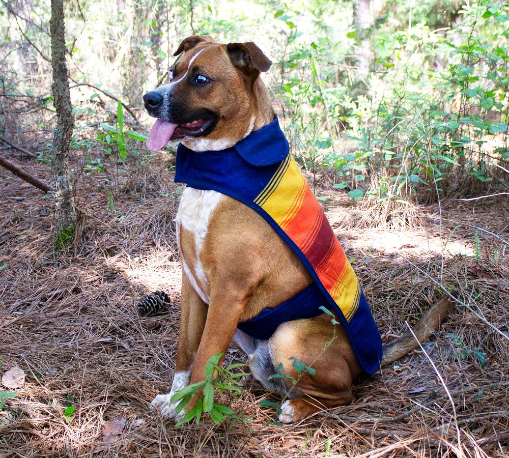 pendleton dog jacket