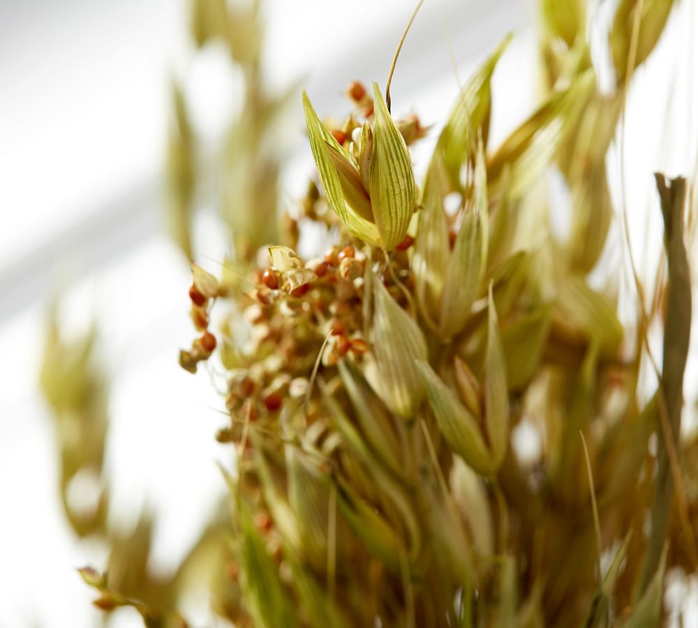 Dried Millet Grass Wreath Pottery Barn