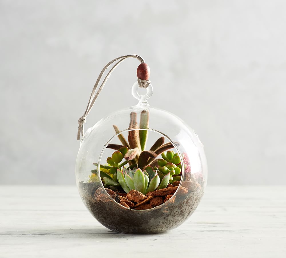 Fresh Hanging Globe Terrarium Pottery Barn