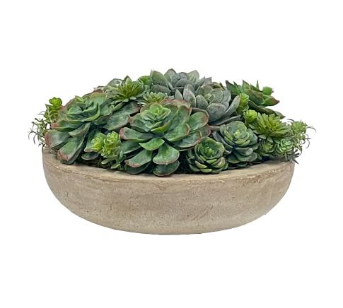 Succulent Arrangement in Cylinder Planter | Pottery Barn