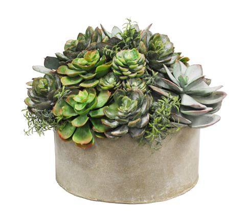 Succulent Arrangement in Bowl | Pottery Barn