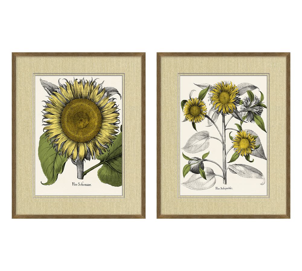 Tinted Sunflower Paper Print Pottery Barn