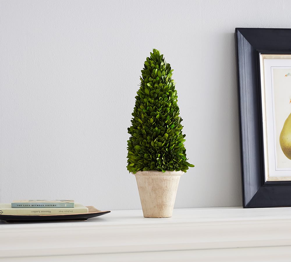 Preserved Potted Boxwood Cone Topiary Pottery Barn