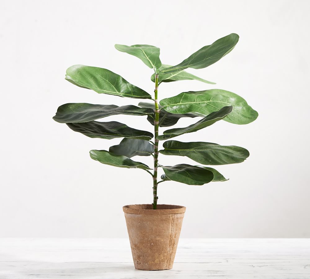 Faux Potted Fiddle Leaf Houseplant Pottery Barn