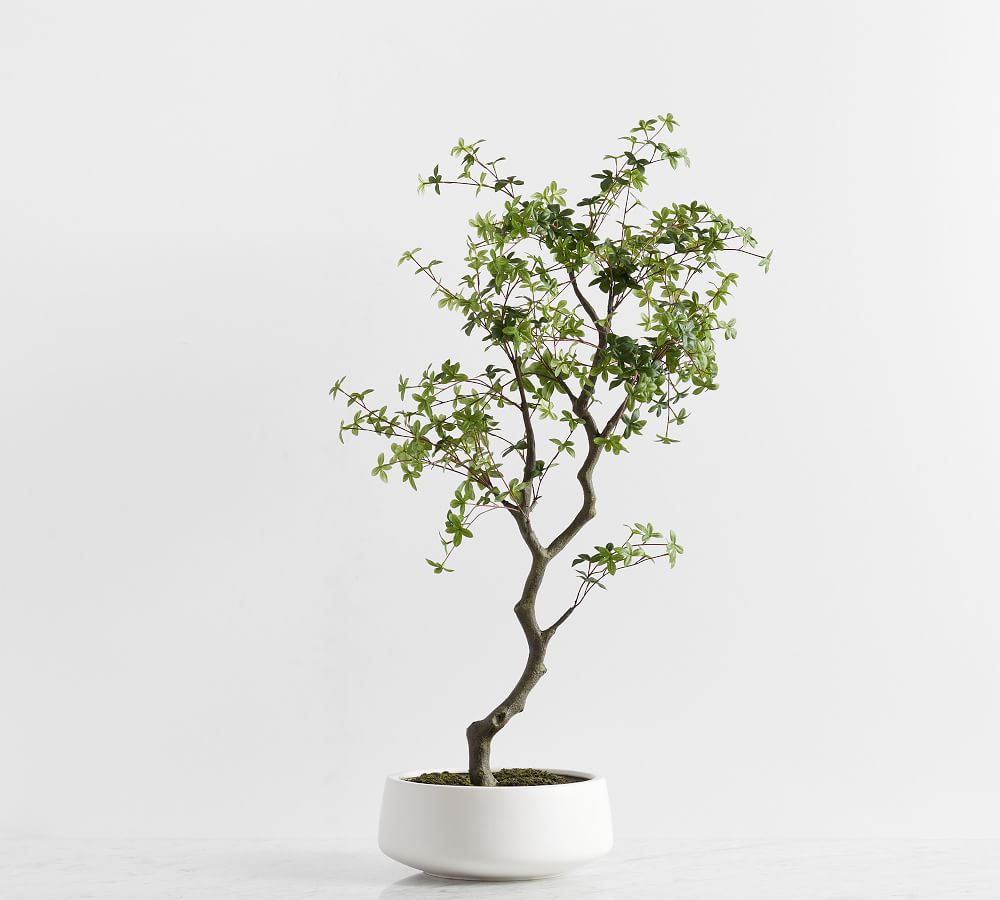 Faux Bonsai Tree in White Pot Pottery Barn