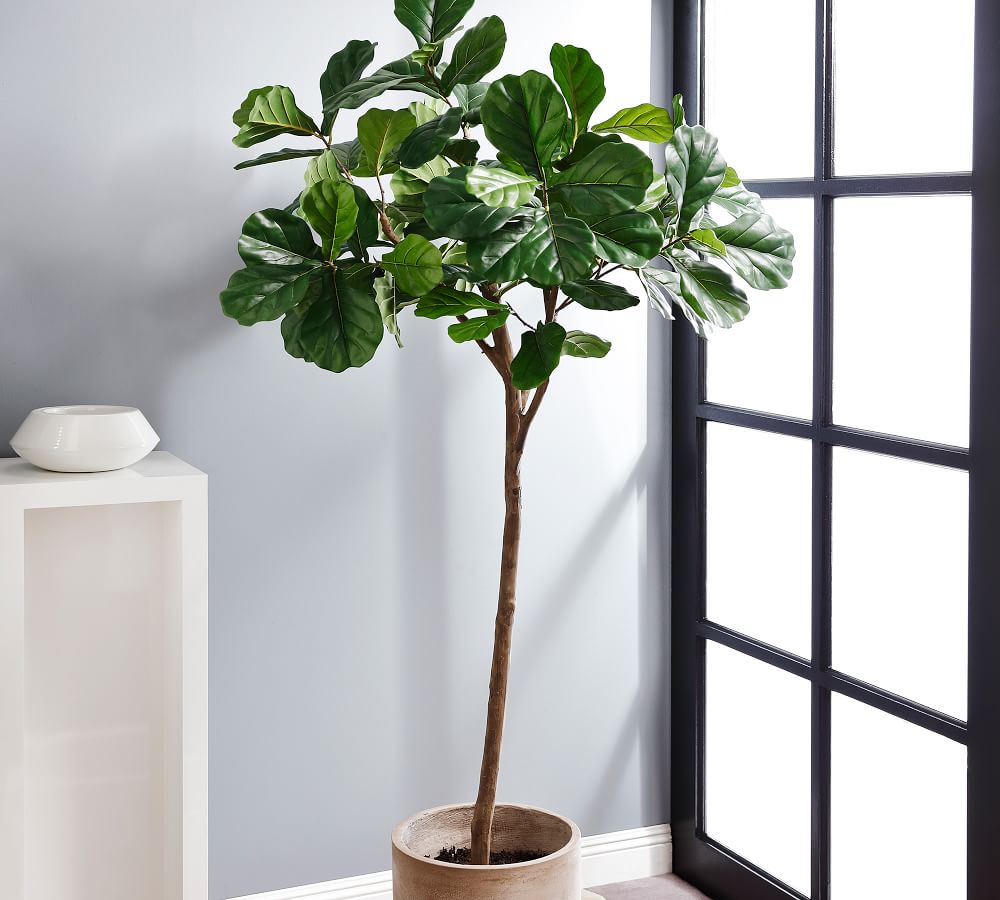 Faux Potted Fiddle Leaf Fig Tree 7' Pottery Barn