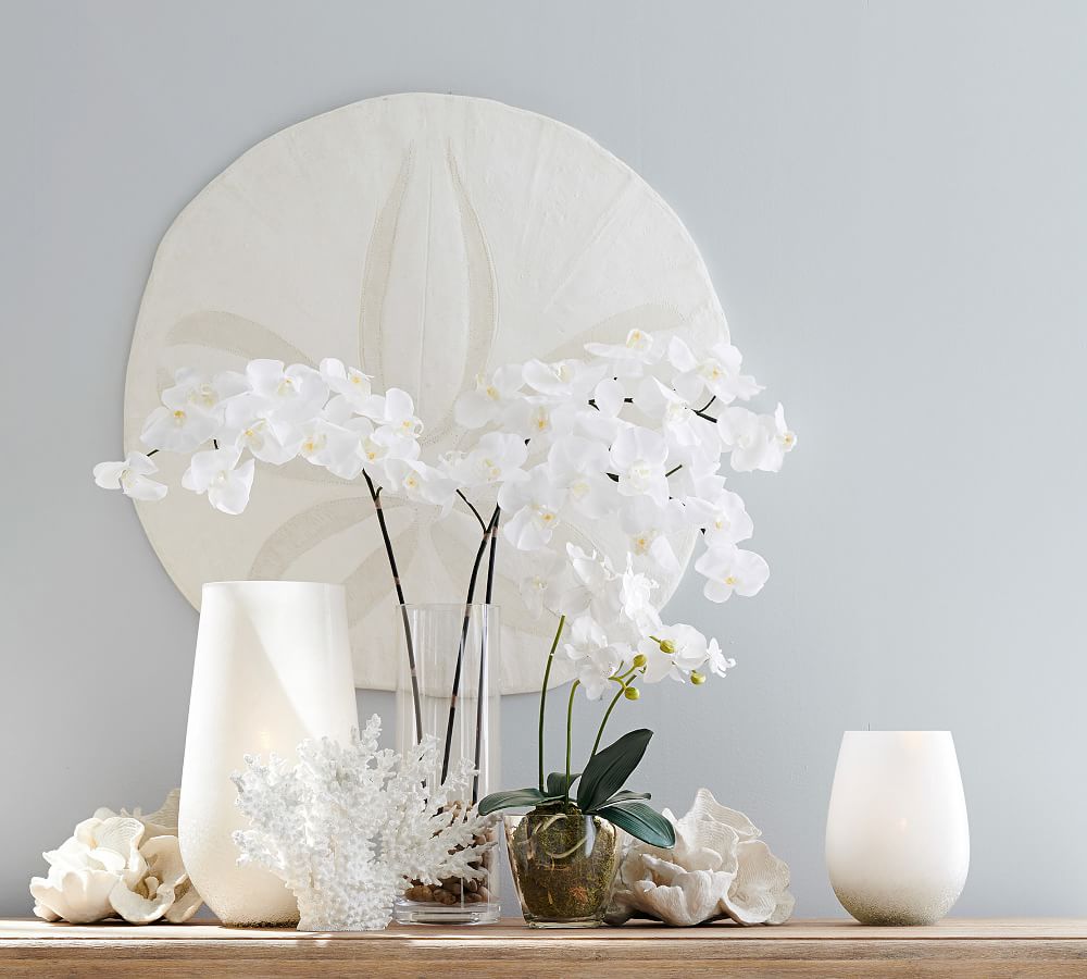 Oversized Sand Dollar Wall Decor Pottery Barn