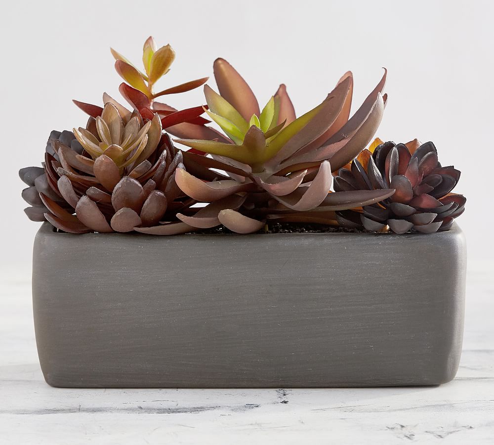 Faux Potted Succulent Arrangement Gray Pottery Barn