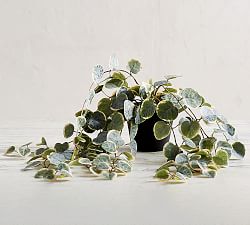 Faux Trailing Variegated String Of Hearts Houseplant