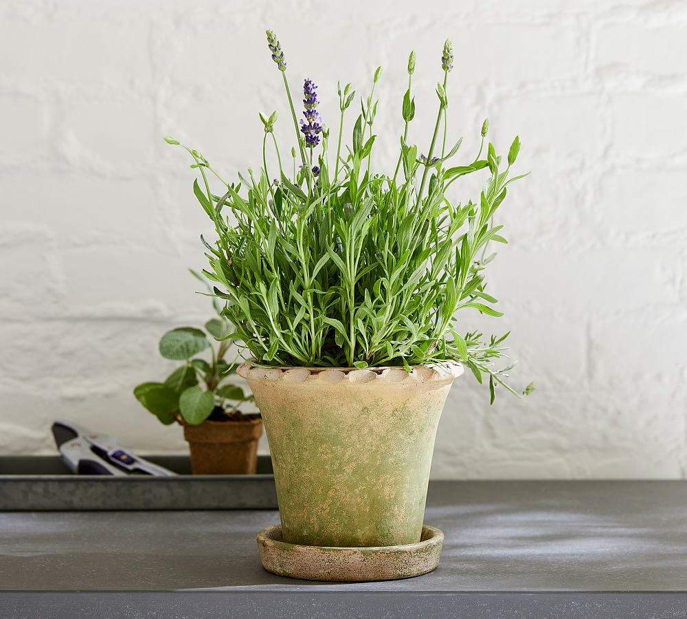 Provence Scalloped Edge Outdoor Planters Moss Pottery Barn