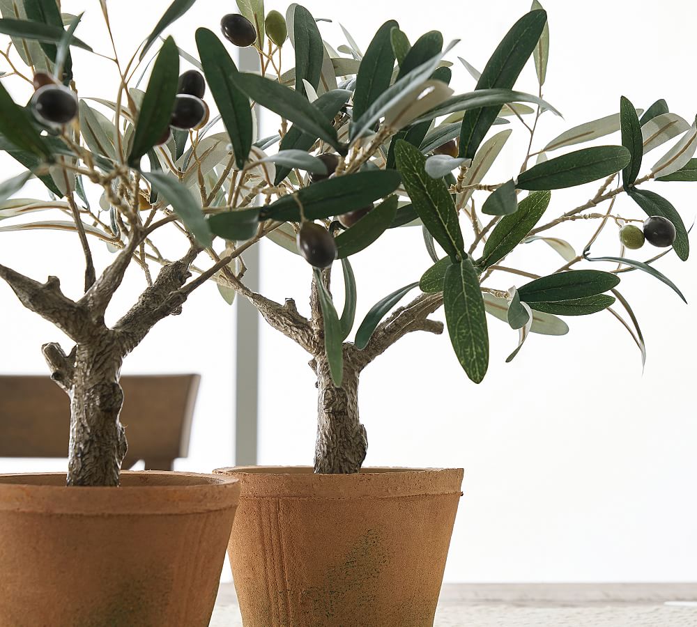 Faux Potted Mini Olive Tree Pottery Barn