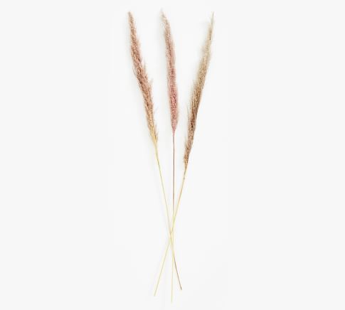 Dried Pampas Grass Branches, Natural - Set of 3