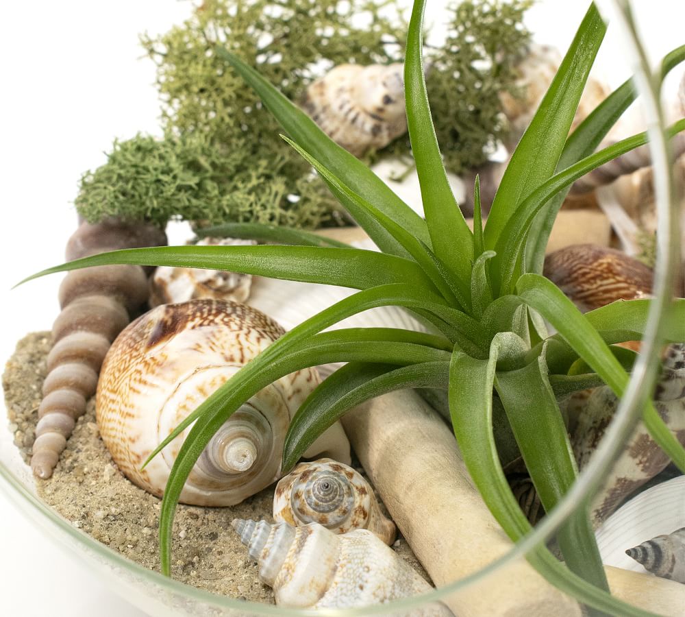 Fresh Hanging Airplant Terrarium Garden Kit Pottery Barn