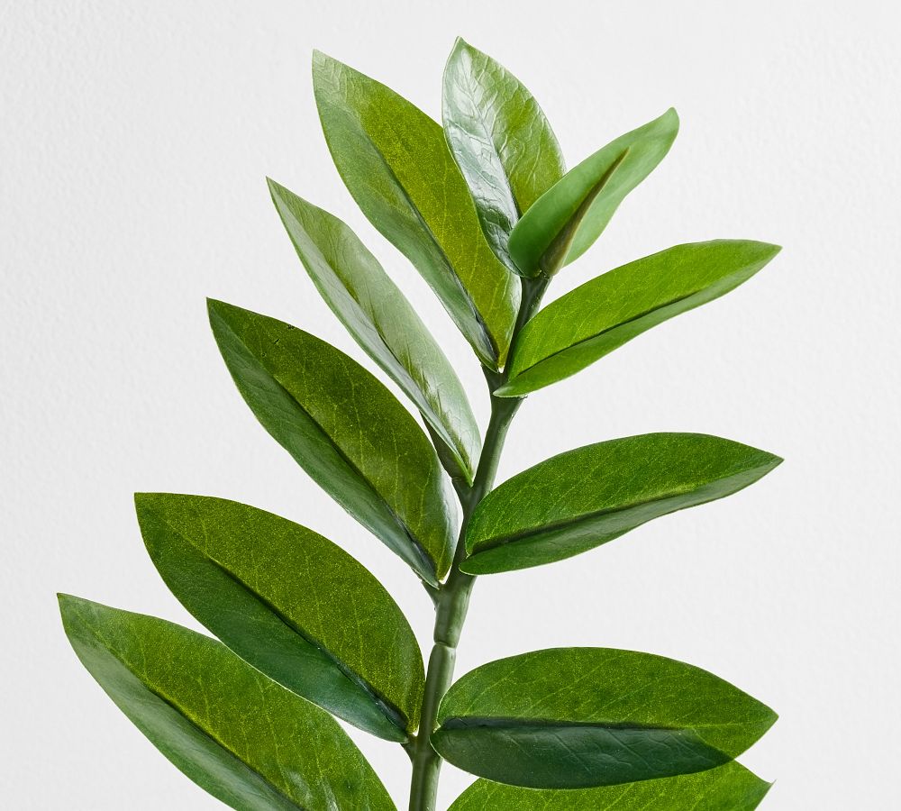 Faux Potted ZZ Plant Pottery Barn