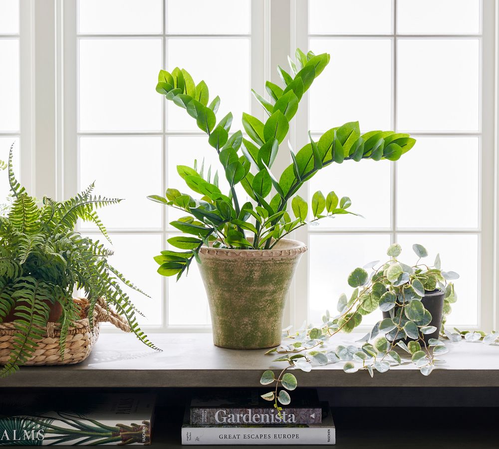 Faux Potted ZZ Plant Pottery Barn
